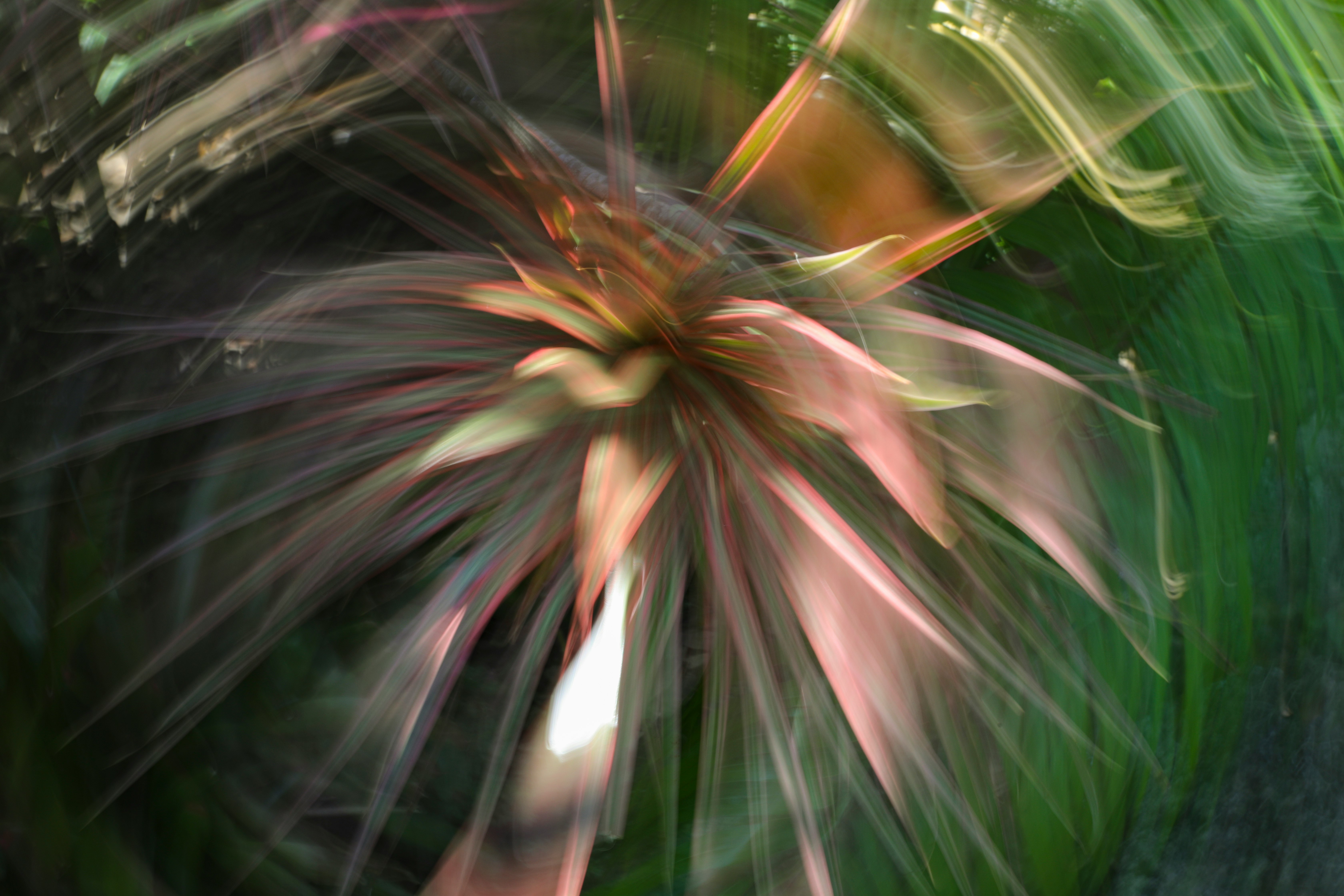 green and brown plant in close up photography